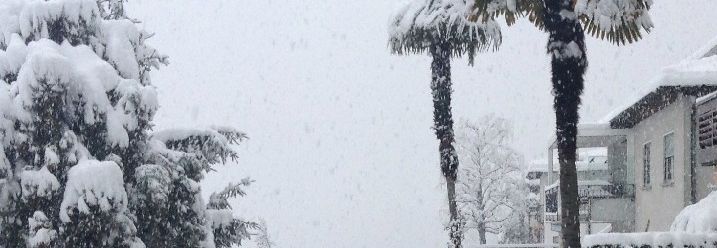 Zwei große Palmen im Schnee